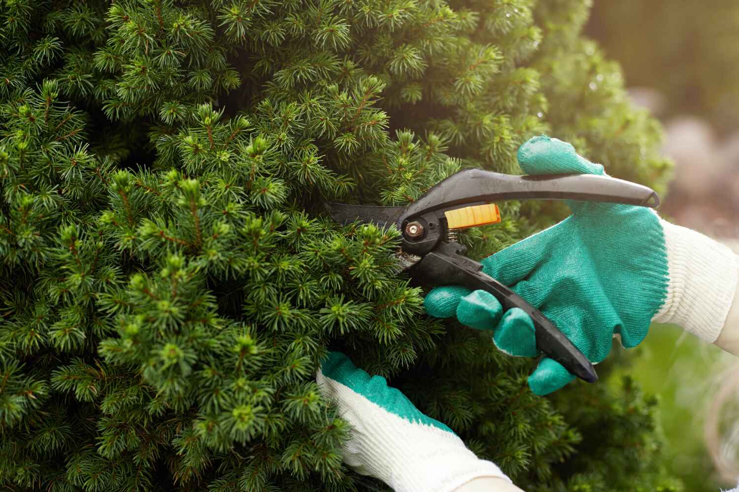 Best Local Tree Services  in Dove Valley, CO